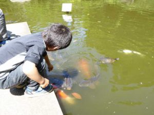 池の鯉と亀